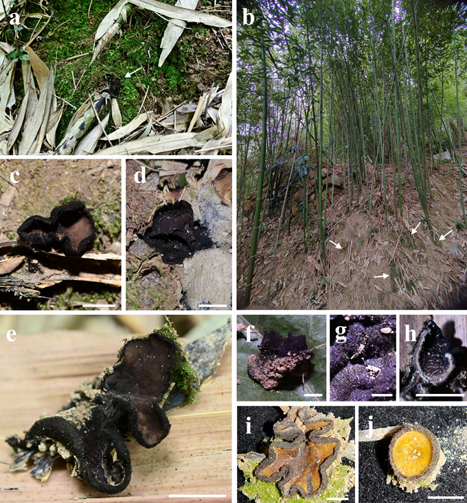 圖片關鍵詞 圖片關鍵詞